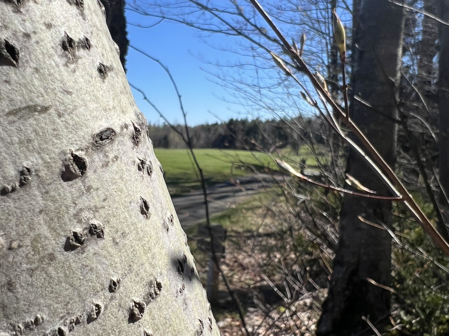 No. 10 · Par 4 · 335 yards at Greywalls: Looks Easy, Isn't