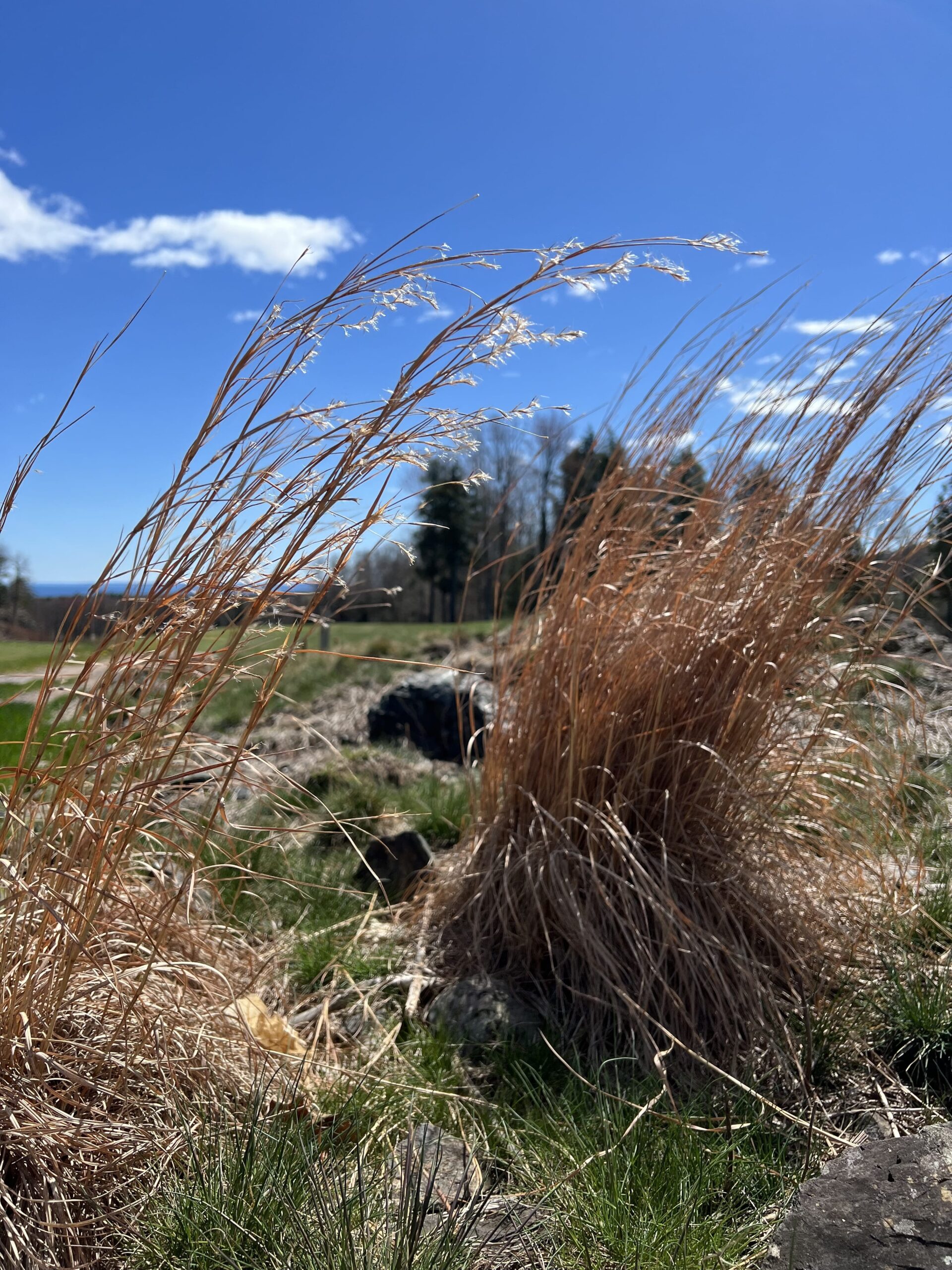No. 12 · Par 5 · 490 yards at Greywalls: The Breather That Isn't